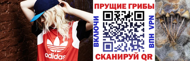 Купить где  Химки  Псилоцибиновые грибы мицелий 